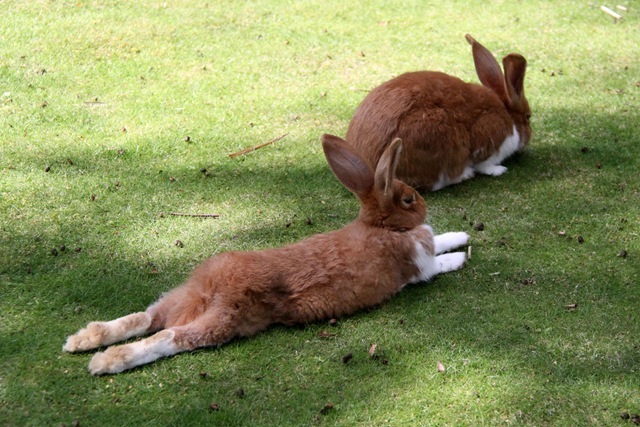 Hasen im Streichelzoo
