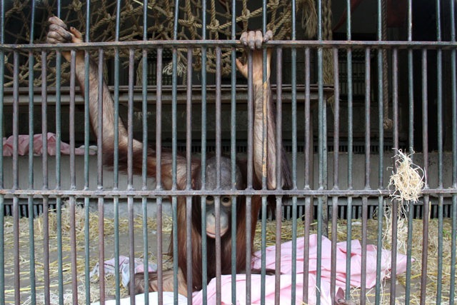 Darwineum - ab 2012 im Rostocker Zoo