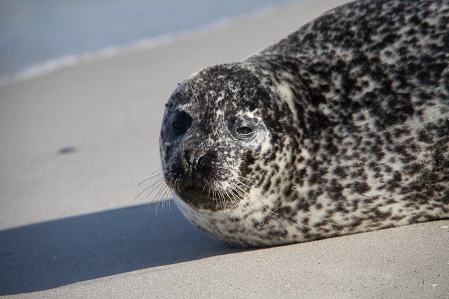 Wilde Robbe am Strand Wilde Robbe am Strand