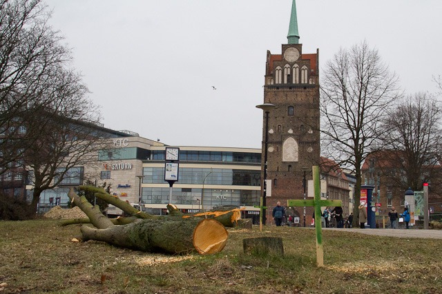 RGS lässt 14 Bäume vor dem Kröpeliner Tor fällen