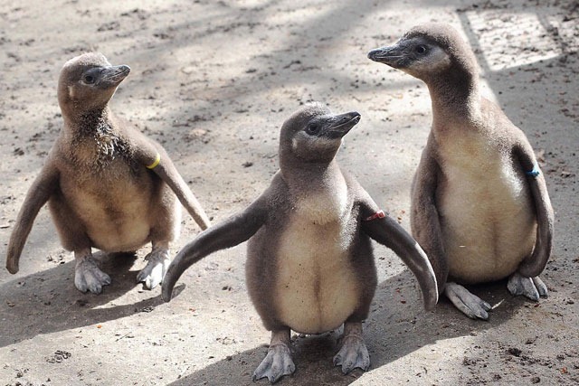Die kleinen Humboldtpinguine des Rostocker Zoos sind rechtzeitig zu Ostern aus ihren Eiern geschlüpft (Foto: Joachim Kloock)