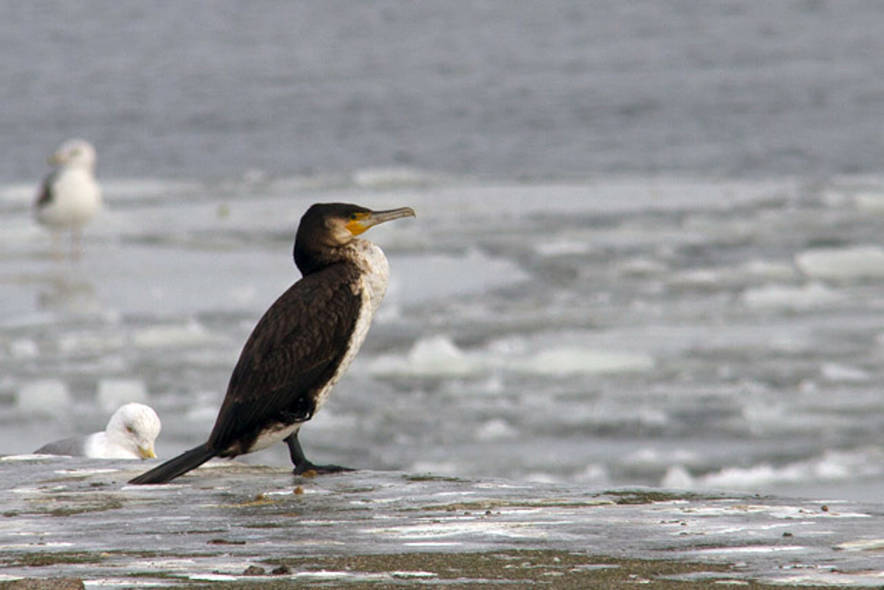 Kormoran in Warnemünde