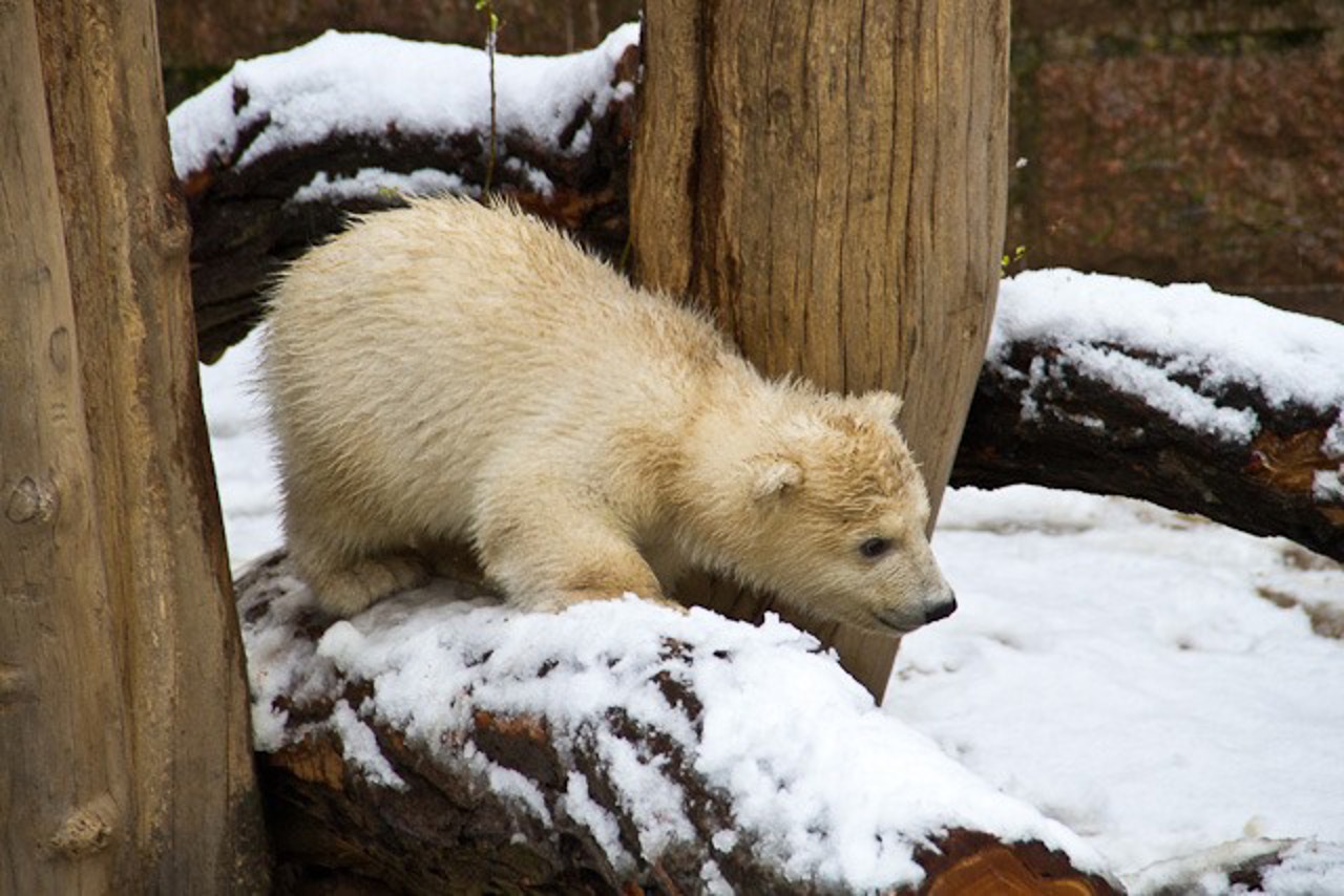 Zum ersten Mal erlebt der kleine Eisbär, der Anfang Dezember geboren wurde, Schnee.