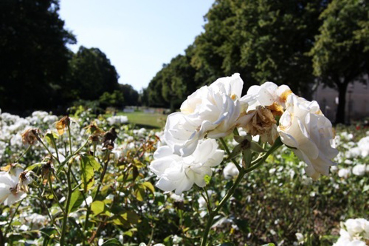 Rosengarten