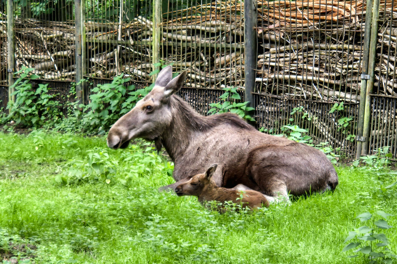 Kleiner Elch im Zoo Rostock: Noch etwas wackelig auf den Beinen und immer nah bei Mama Frieda.