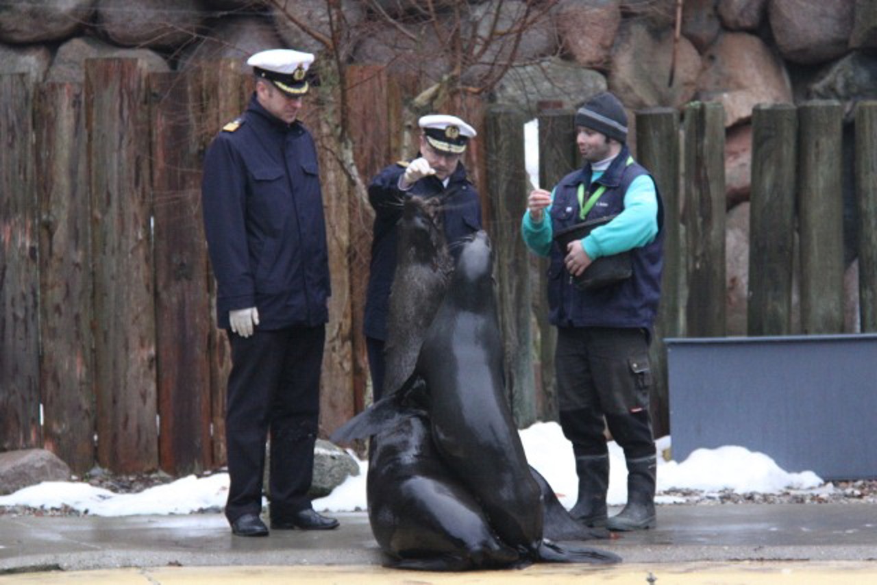 Korvettenkapitän Torben Jürgensen, Vizeadmiral Axel Schimpf und Tierpfleger Lars Purbst bei der Fütterung der Seebären