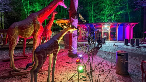 ZooLichtZauber - Lichtinstallationen und bewegte Wildtiere im Zoo Rostock
