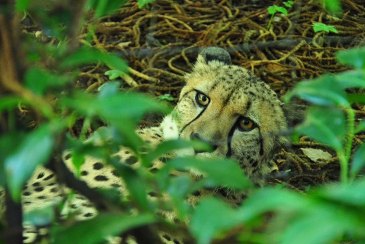 Gepard Akido