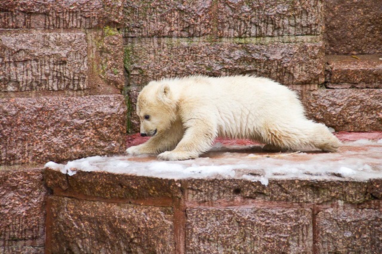 Der Schnee hatte die Bärenanlage rutschig werden lassen. Unerschrocken tobt der kleine Eisbär die Stufen rauf und runter und lässt sich nicht von der einen oder anderen Schlitterpartie abhalten.