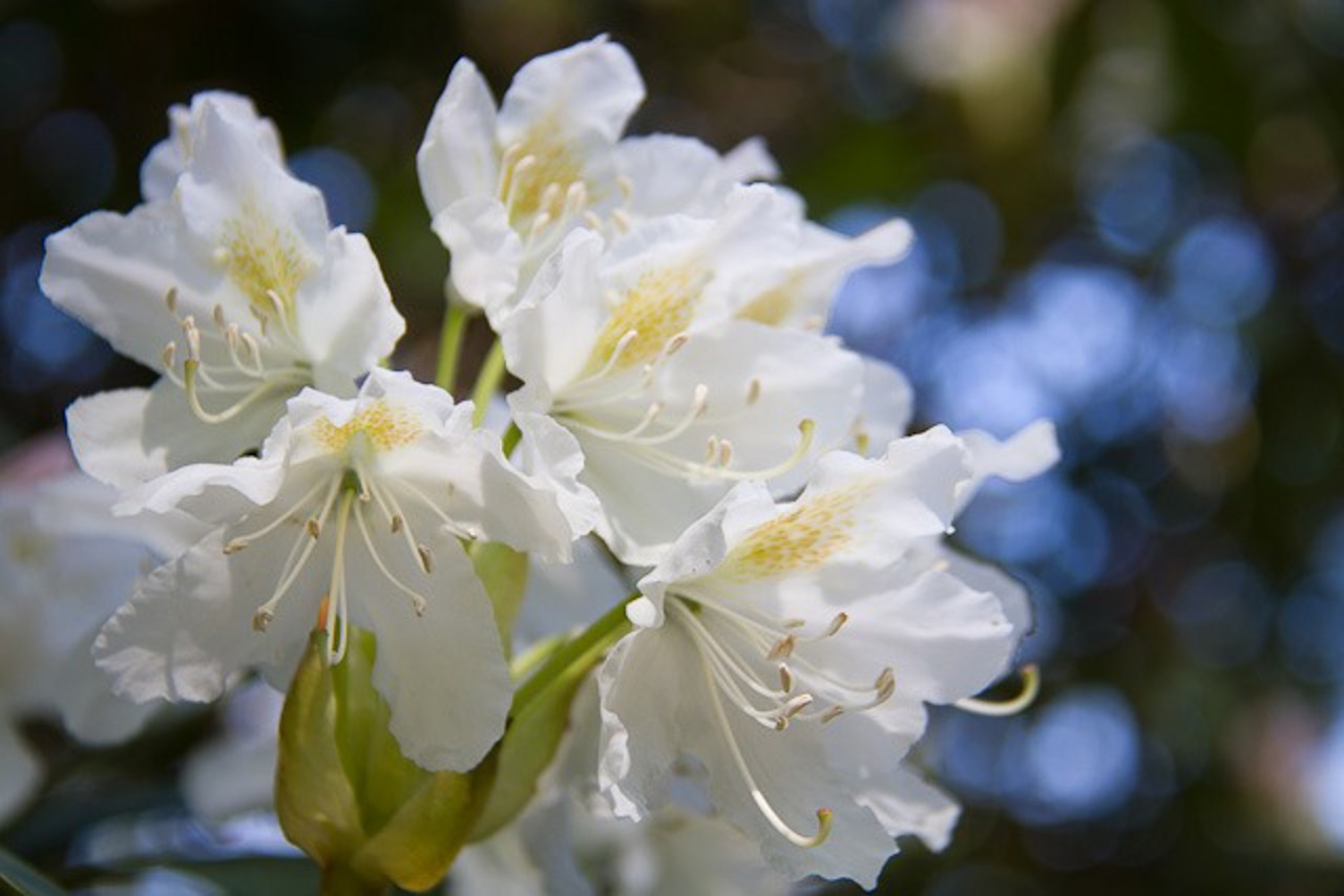 Der Rhododendronpark Graal Müritz blüht zu Pfingsten