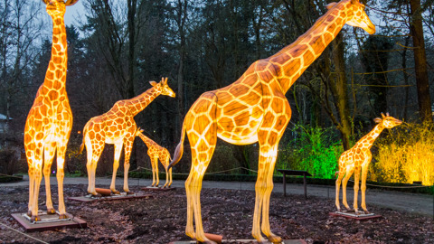 Zoolights 2021/22 im Zoo Rostock: Giraffen aus Ballonseide