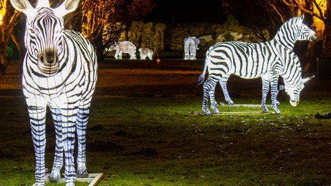 Zoolights - mehr als 250 Leucht-Tiere aus Ballonseide und andere Lichtinstallationen im Zoo Rostock