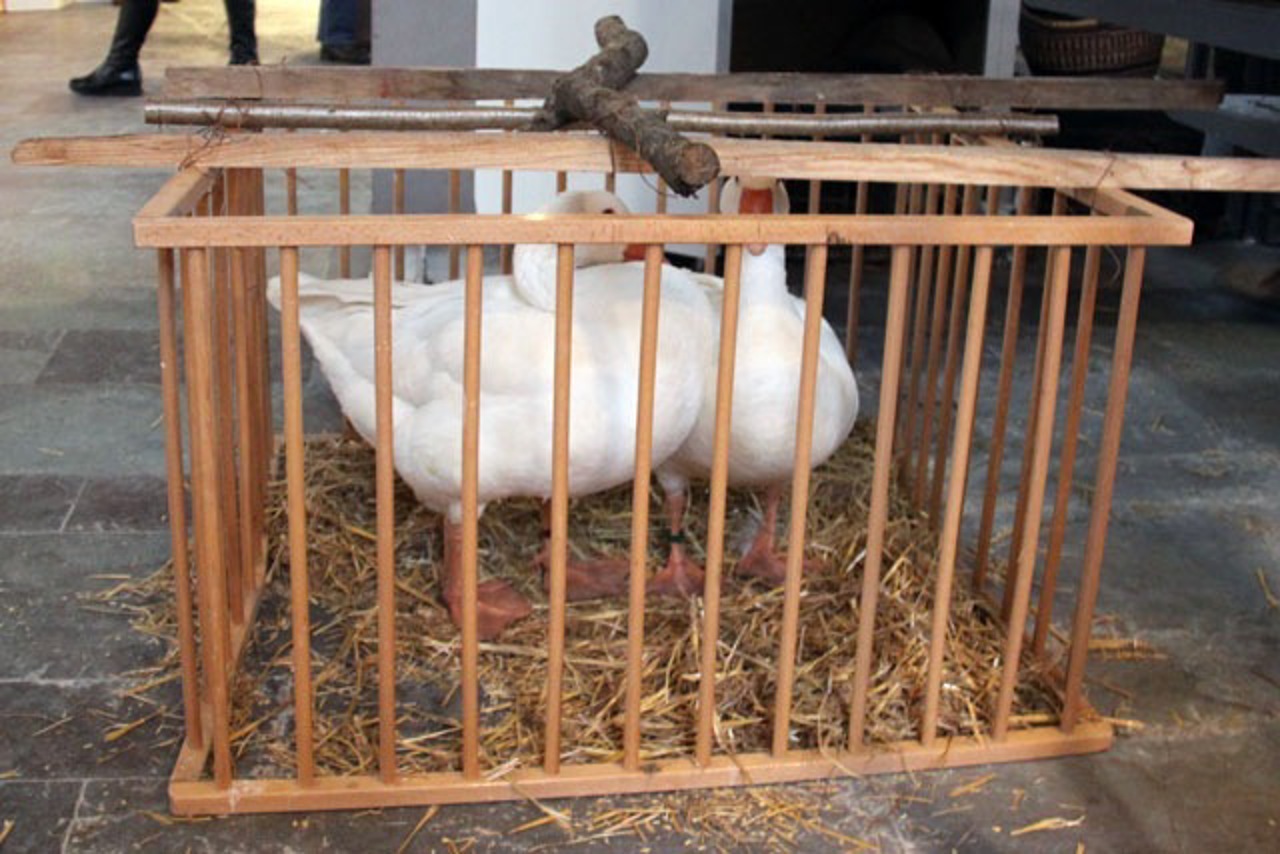 Gänse beim Martinsmarkt Nikolaikirche Rostock 2009