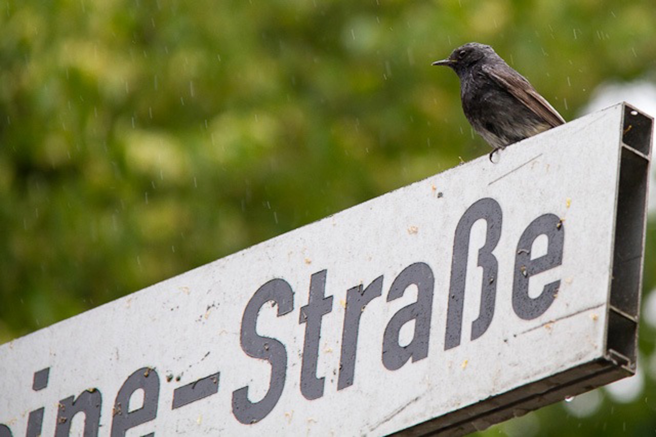 Achim, Gartenrotschwänzchen, Vogel des Jahres und Lokalreporter, überwacht den Niegen Ümgang