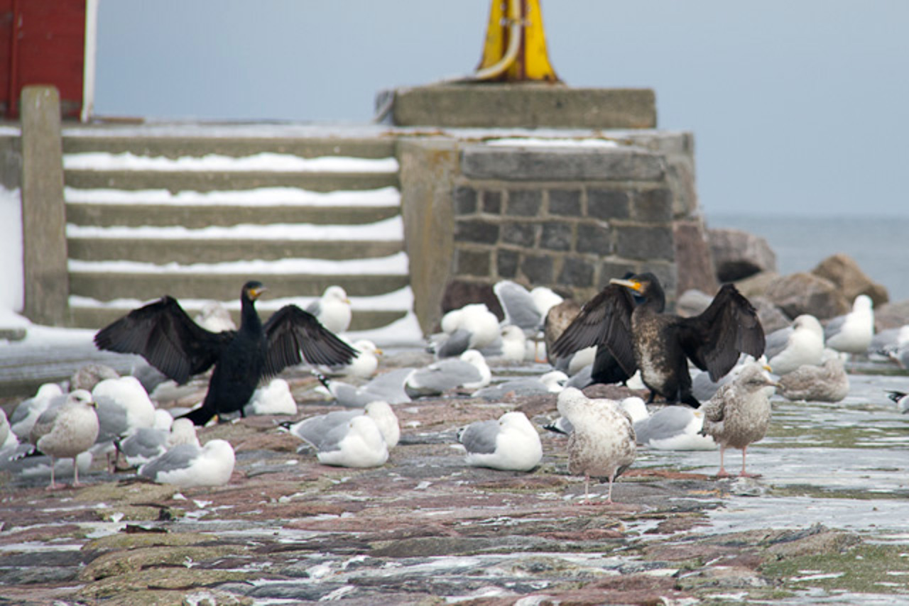 Kormorane auf der Warnemünder Mole