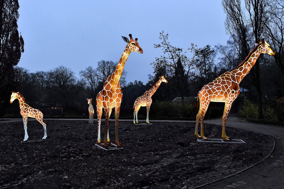 Die Giraffen sind schon installiert, bis zum Start der Zoolights werden insgesamt über 250 Leuchtwesen aufgebaut. (Foto: Joachim Kloock)