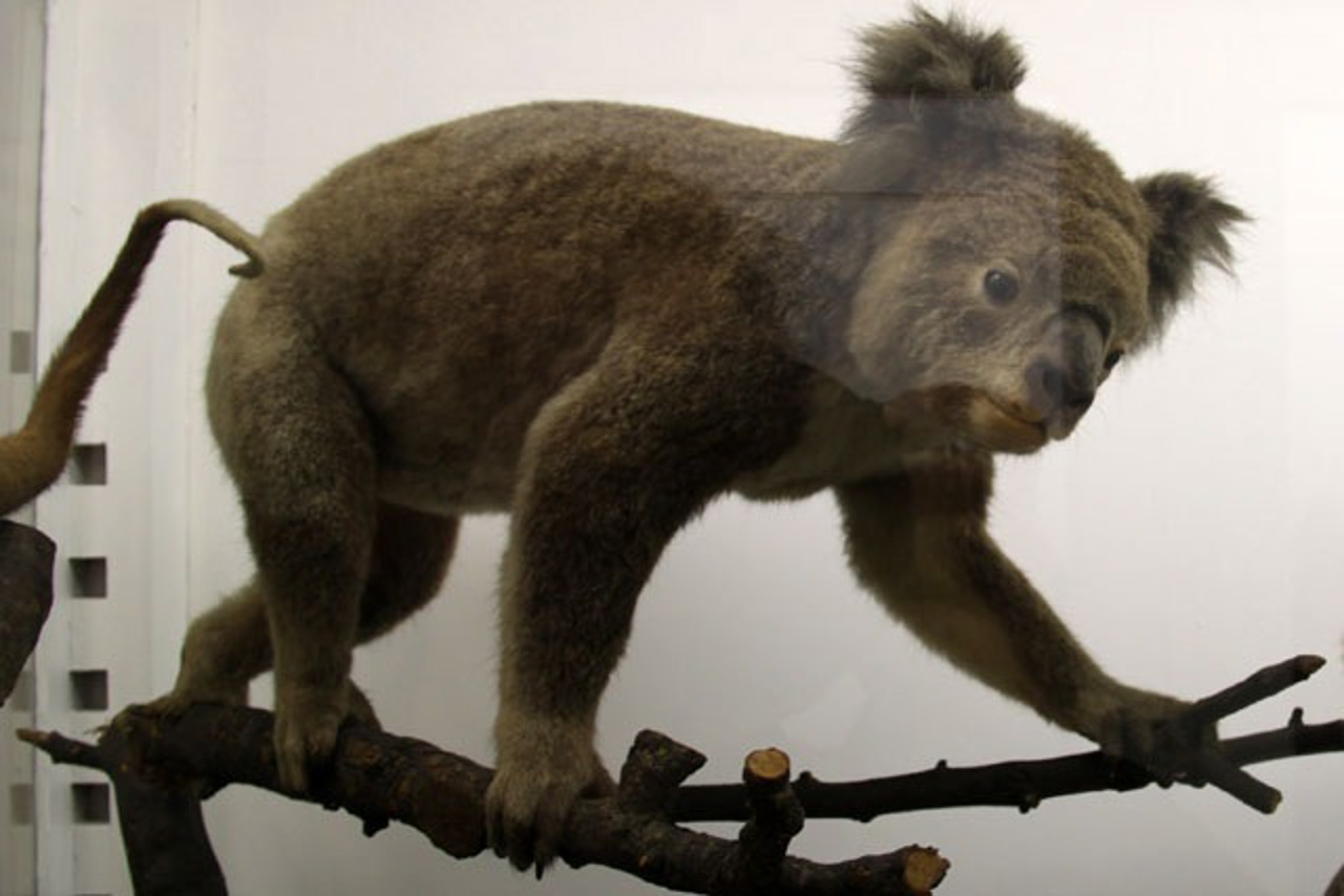 Koalabär im Zoologischen Institut Rostock