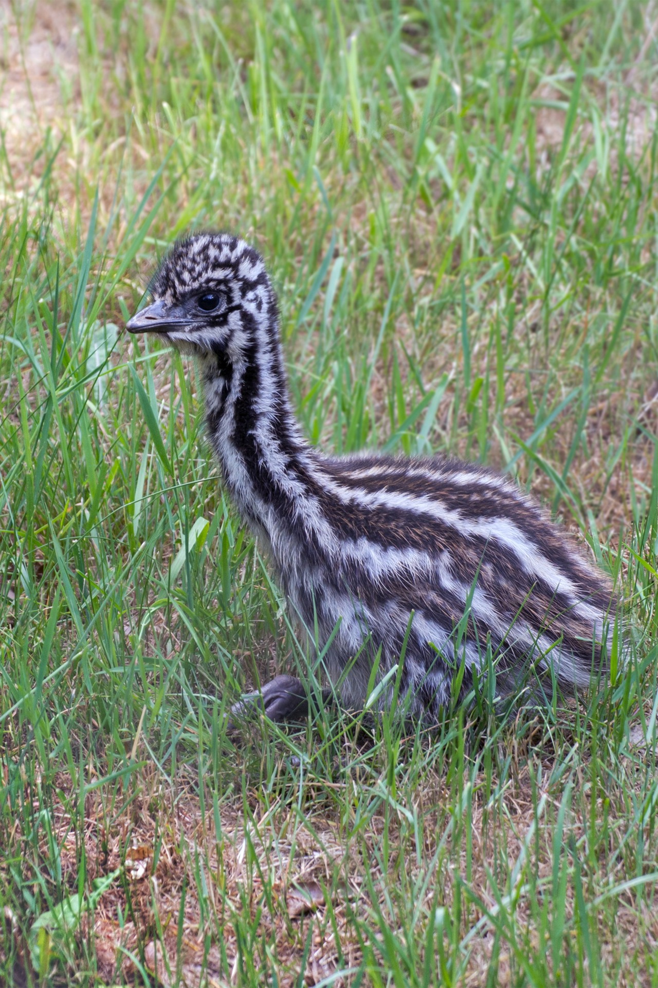 Das etwa eine Woche alte Emu-Küken gewöhnt sich in der Außenanlage ein. (Foto: Zoo Rostock/Marion Böhm)
