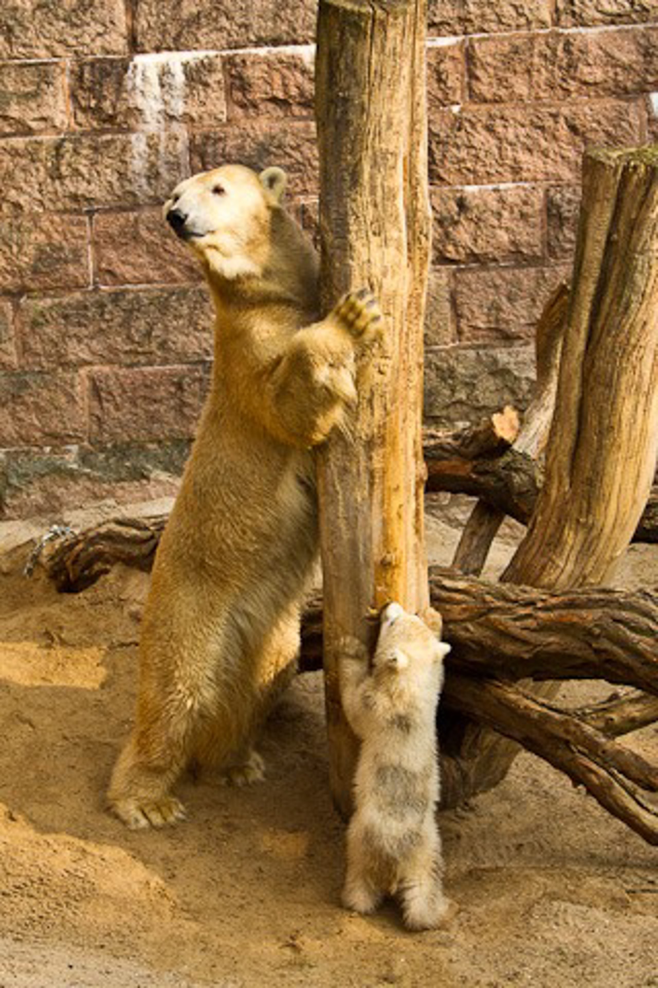 So groß ist der kleine Eisbär schon.