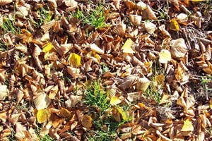 Herbstblätter in Rostock