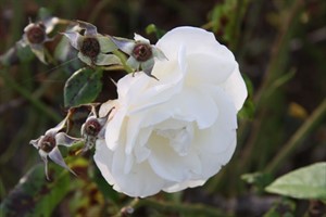 Rose auf dem Rostocker IGA-Gelände