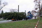 Weihnachtsbaum vor dem Kröpeliner Tor