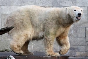 Eisbär Churchill im Zoo Rostock