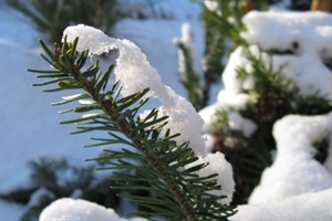 Schnee auf einem Tannenzweig