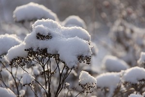 Schneebedeckte Sträucher