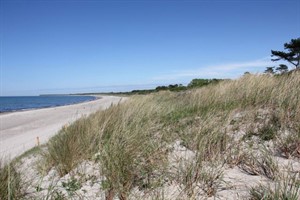 Düne bei Hohe Düne/Warnemünde