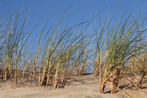 Düne, Strandgras