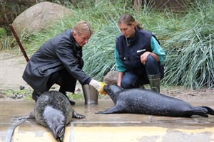 Frank Berg mit Manuela Weggen bei den Seehunde