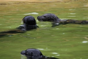 Seehunde im Zoo Rostock