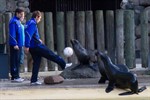 FC Hansa Rostock gegen Seebären im Zoo Rostock