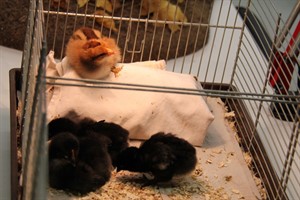 Hühnerküken in der Zoologischen Sammlung der Universität Hühnerküken in der Zoologischen Sammlung der Universität