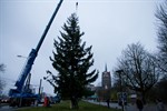 Zwei grüne Riesen für den Rostocker Weihnachtsmarkt