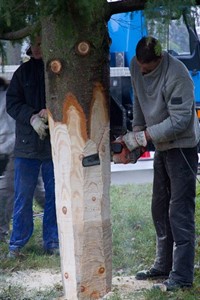 Weihnachtsbäume für den Rostocker Weihnachtsmarkt Weihnachtsbäume für den Rostocker Weihnachtsmarkt