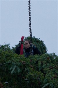 Weihnachtsbäume für den Rostocker Weihnachtsmarkt Weihnachtsbäume für den Rostocker Weihnachtsmarkt