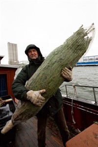 Jürgen Hagenkötter mit einer Nordmanntanne Jürgen Hagenkötter mit einer Nordmanntanne