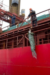 eine Nordmanntanne wird an der Schmeißleine hochgezogen eine Nordmanntanne wird an der Schmeißleine hochgezogen