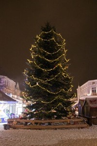 12 m hoher Weihnachtsbaum am Kirchplatz in Warnemünde 12 m hoher Weihnachtsbaum am Kirchplatz in Warnemünde