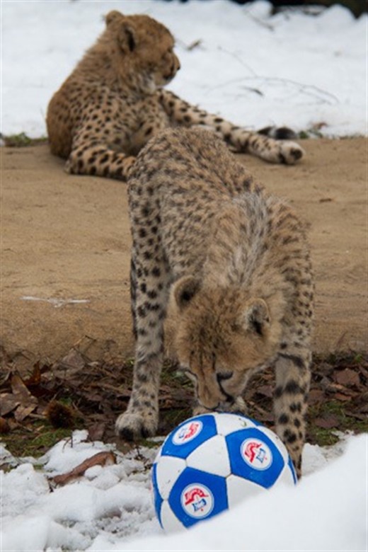 baby-begr-ungsaktion-von-zoo-und-s-dstadtklinikum-rostock-heute