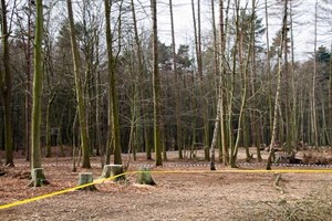 Auf dem Gelände der zukünftigen Affengehege wurde der Barnstorfer Wald ausgelichtet Auf dem Gelände der zukünftigen Affengehege wurde der Barnstorfer Wald ausgelichtet