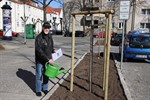 Baumbepflanzung „Am Markt“ in Warnemünde übergeben