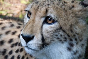 Gepard im Rostocker Zoo