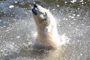 Eisbär im Zoo Rostock