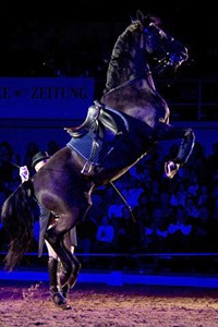 Alojz Lah lässt den schwarzen Lipizzaner S. Perla steigen Alojz Lah lässt den schwarzen Lipizzaner S. Perla steigen