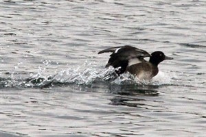 Ente in Warnemünde (Dezember 2010)