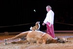 Yelo, Jean Marc Imbert und ein wuseliger Hund