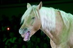 Charakterpferd Yelo